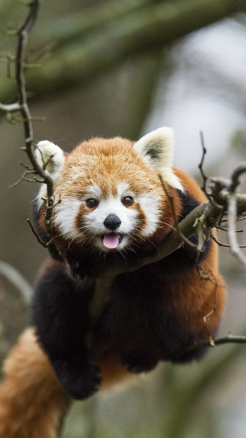 Lovely Red Panda in Tree preview