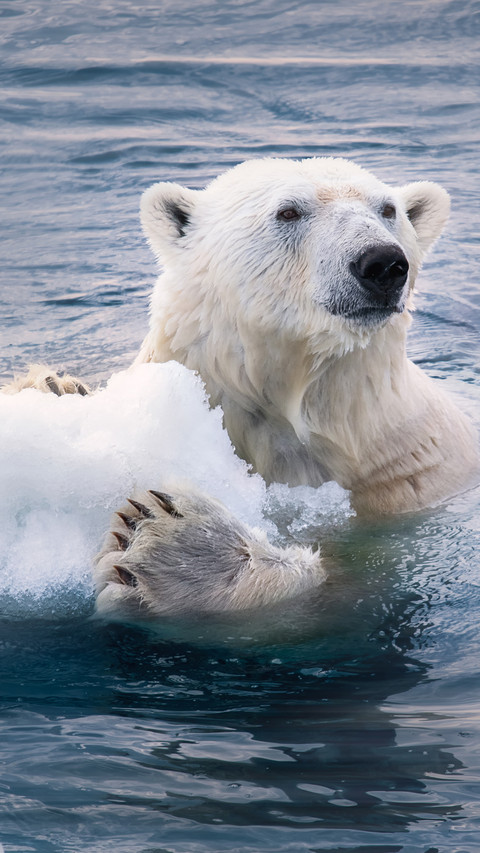 Polar bears under melting glaciers preview