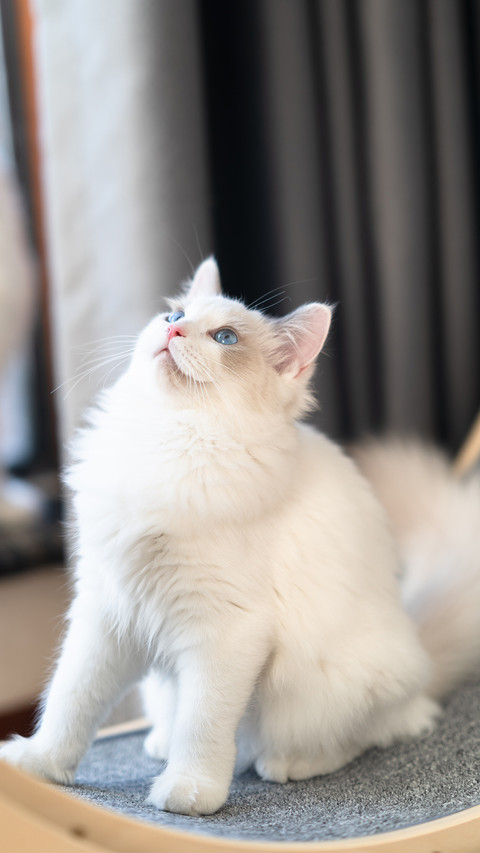 A baby ragdoll cat indoors preview