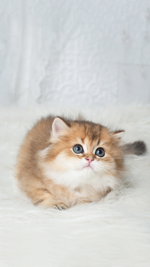Adorable British Shorthair kitten preview