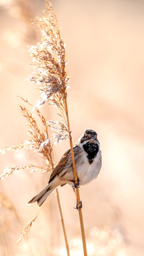 A common reed bunting Emberiza schoeniclus sings a song preview