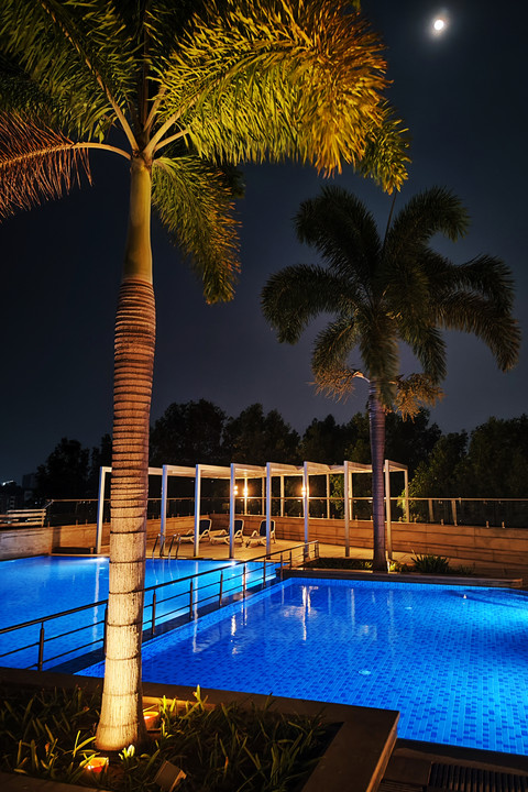 Palm & pool.jpg preview
