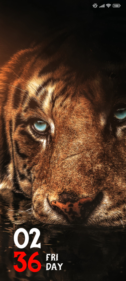 Tiger in Zoo preview