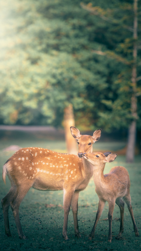 Want to see Nara Deer 12 preview