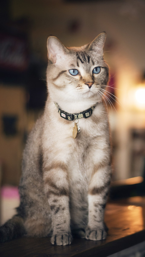 傲娇的猫主子 preview