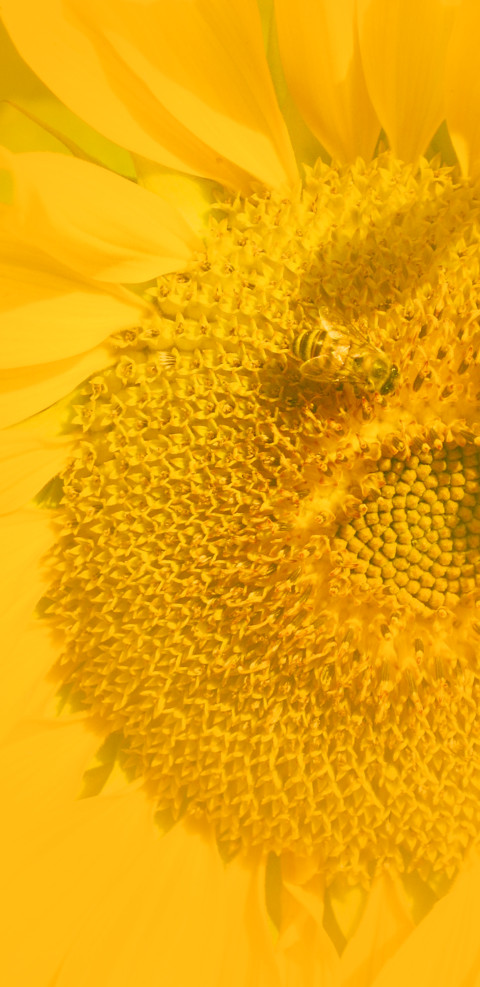 Wallpaper Girassol 2 preview