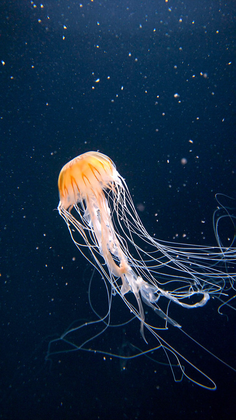 The secret of jellyfish tentacle regeneration preview