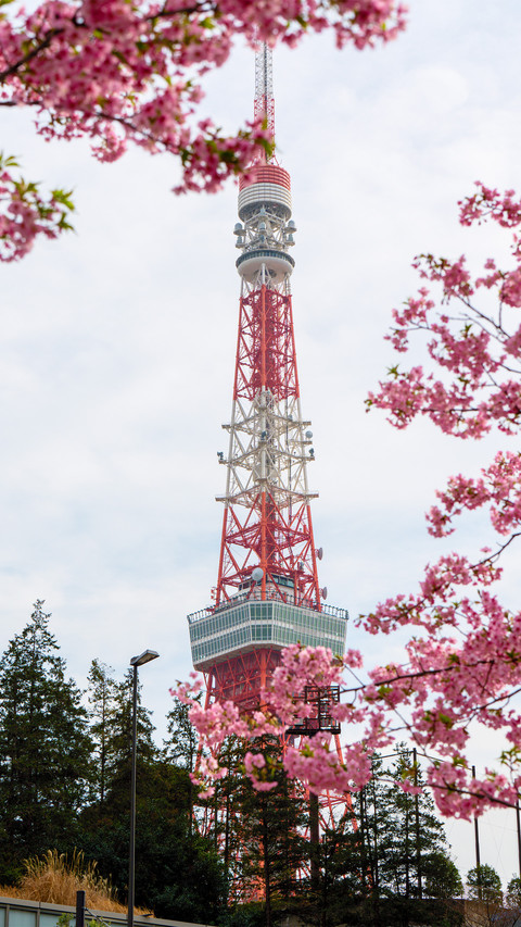 Tokyo tower under the cherry blossoms preview