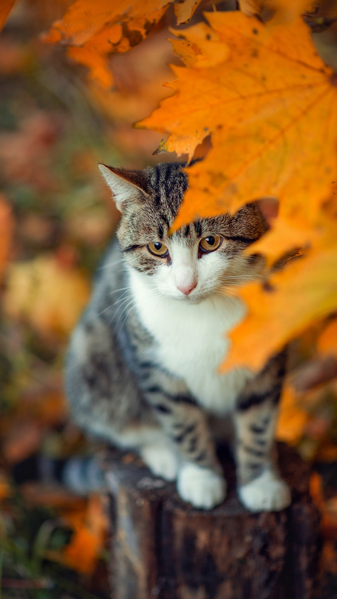 Photo of a striped brown cat in yellow maple leaves preview