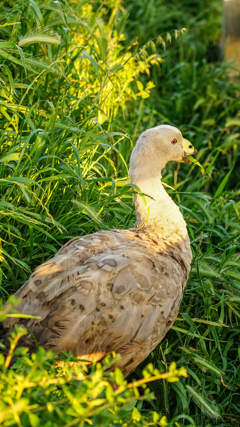 The wild geese in the herd preview