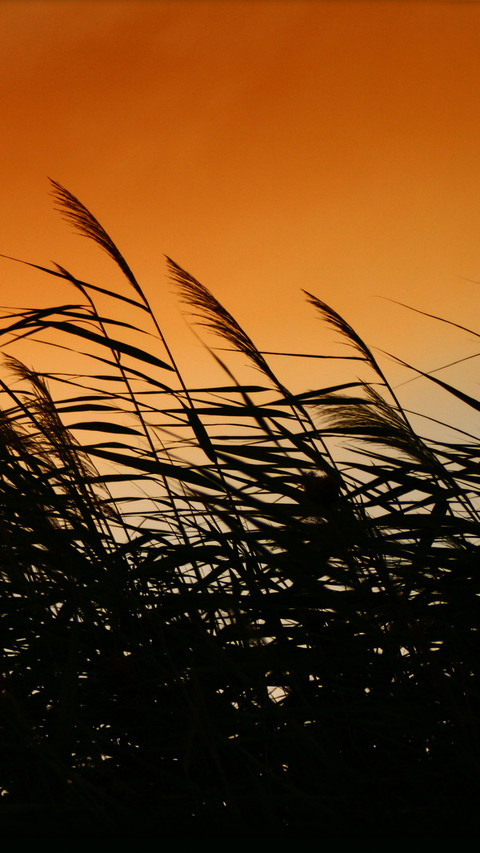 Reed shore preview