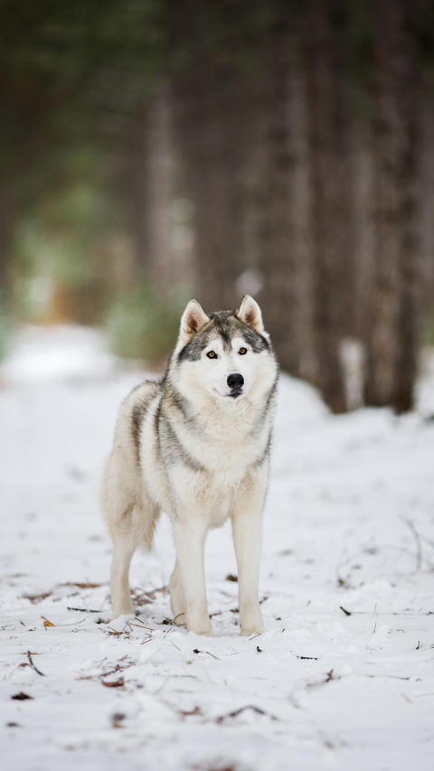 Dog341 preview