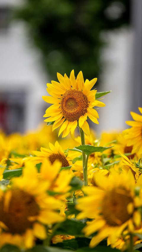 Flower preview