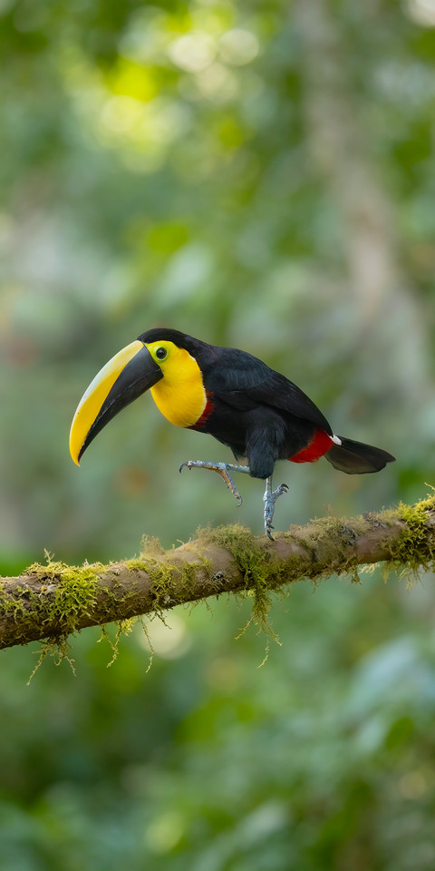 Toucans do not rely on their appearance preview