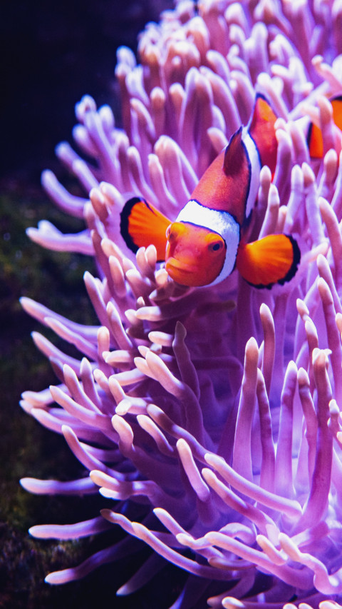 Marine Life preview
