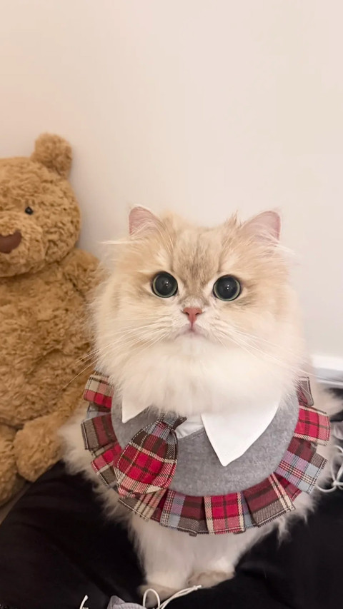 猫咪总眯眼是困了吗 preview