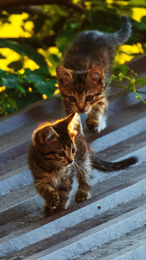 The kitten on the roof preview