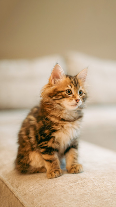 The kitten of the striped Kuril bobtail sits on a sofa preview