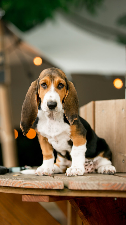 Happy Basset hound dog puppey standing on wood preview