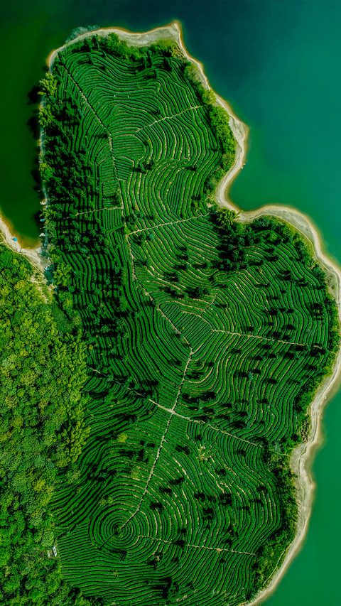 Overlooking the tea mountain preview