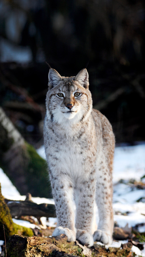 Lynx 2 preview