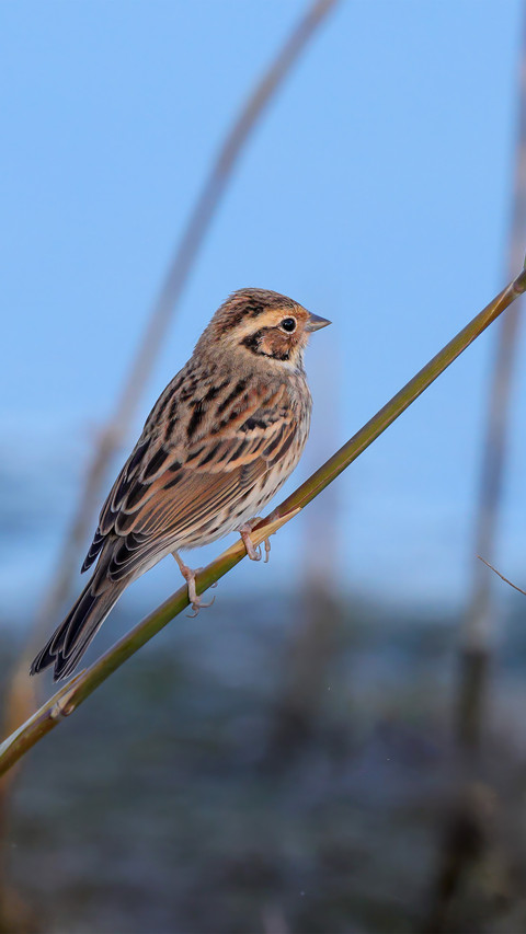 The little bunting on the reed preview