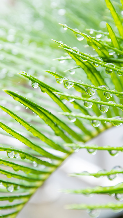 Iron tree leaves with raindrops preview