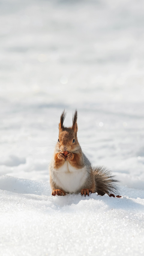 Beautiful Fluffy Squirrel Eating Nuts on a White Snow preview