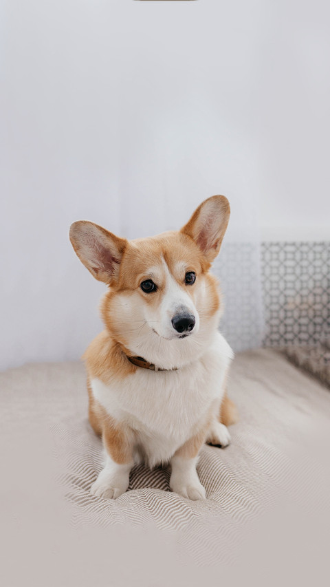 A Welsh Corgi dog in a photo studio preview