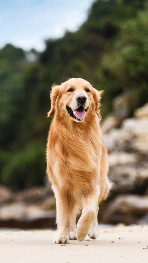 Which dogs can accompany you for longdistance running 2 preview