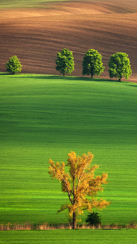 Spring Field in South Moravia preview