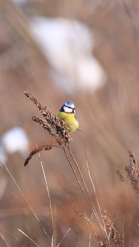 Autumn reeds preview