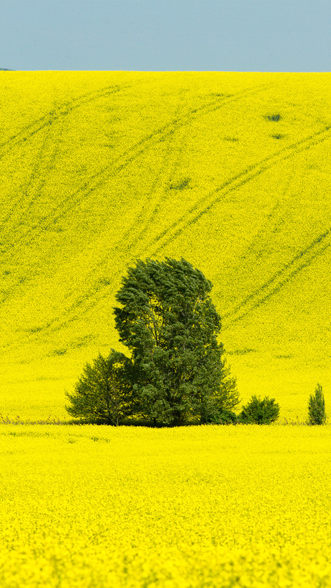 Wide fields preview