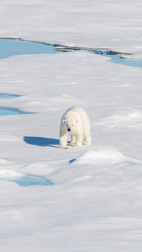 Polar Bear on the Pack Ice preview