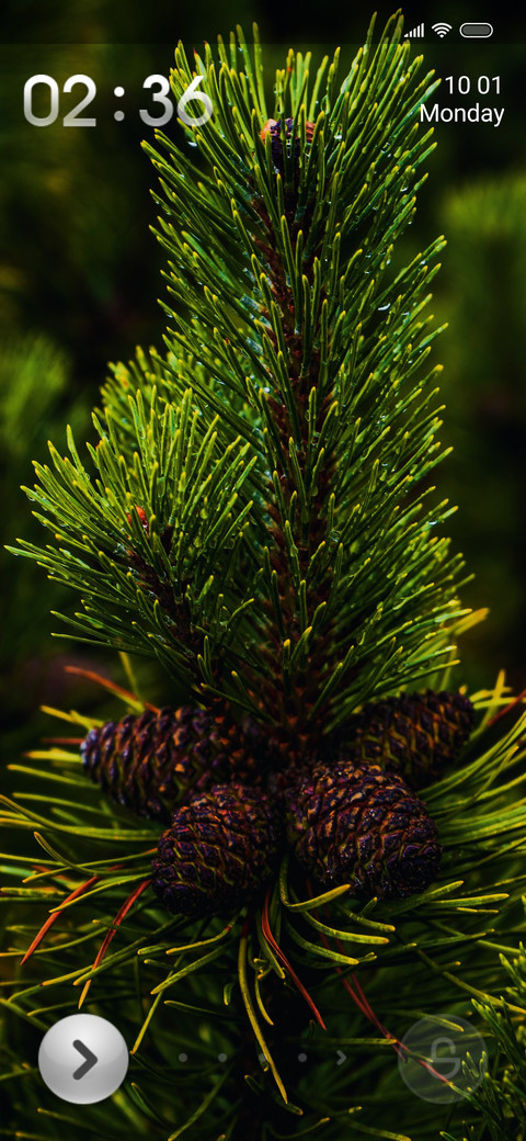 Pine si preview