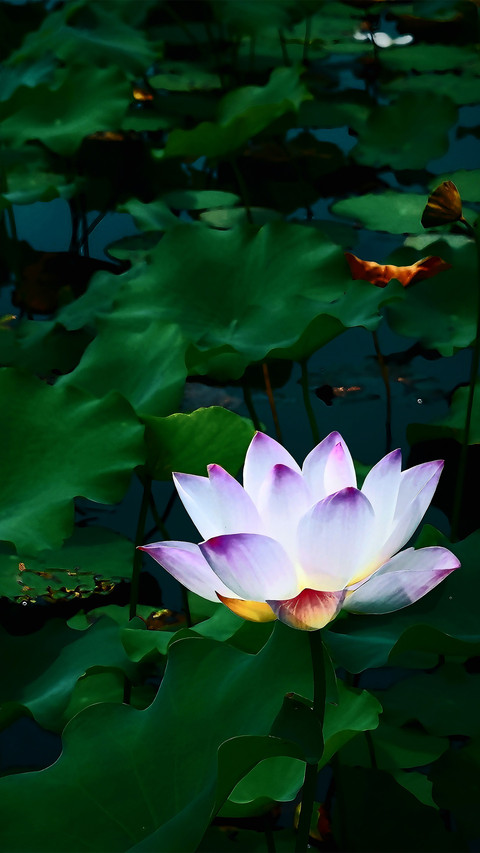 The greenery in nature preview
