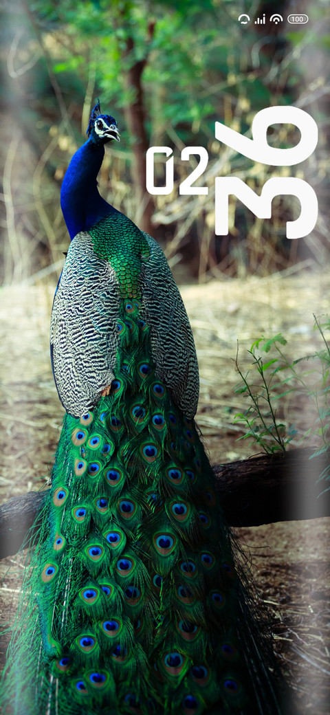 Peacock preview