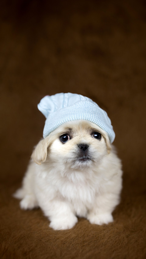 Puppy love preview
