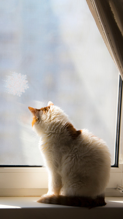 The cat looks out the window preview