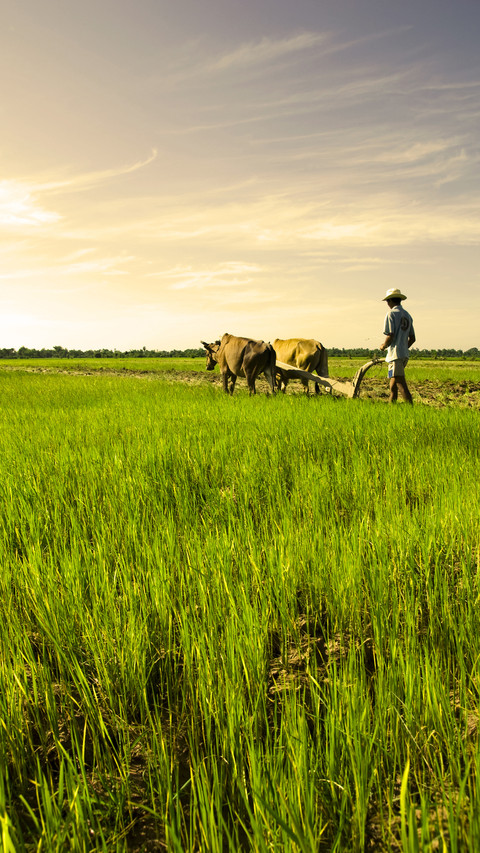 Farmers will save a lot of expenses preview