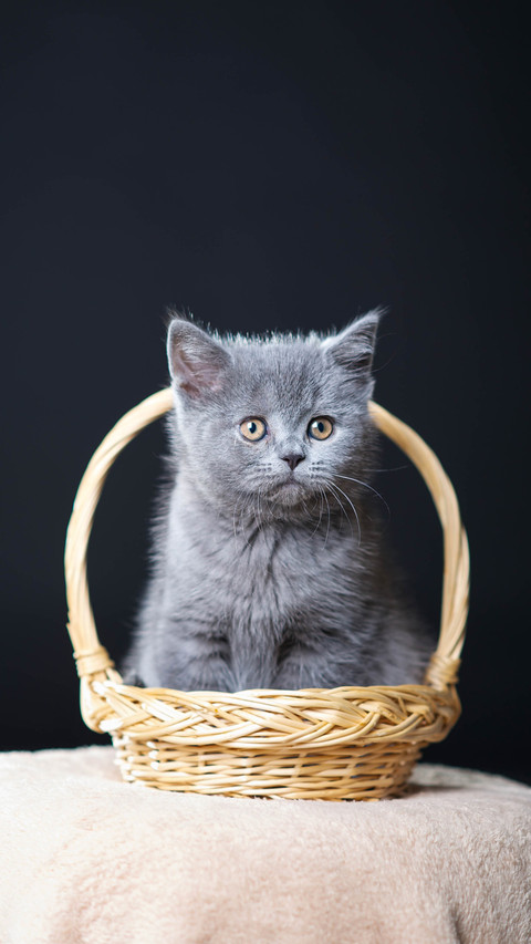 英短蓝猫凭啥受人喜爱 preview