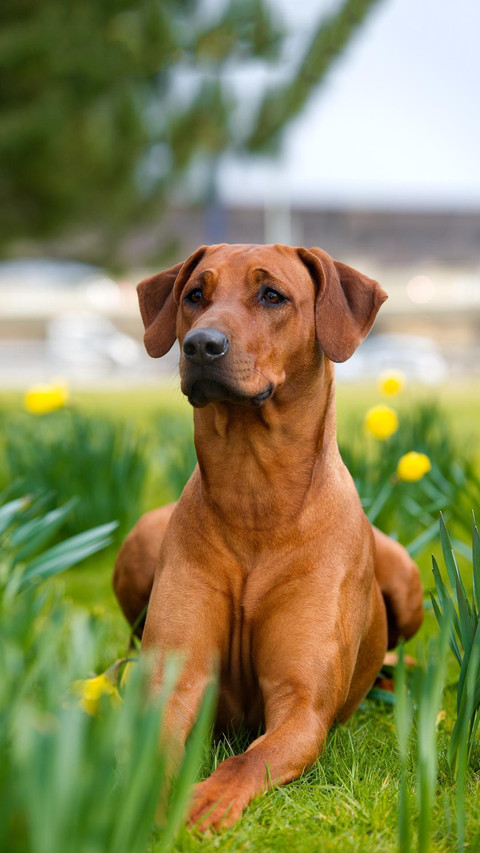 Dog128 preview
