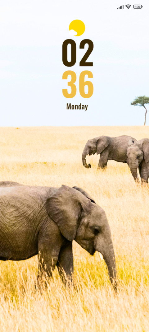 Baby Elephant preview
