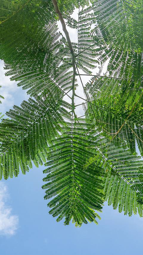 Tropical leaves preview