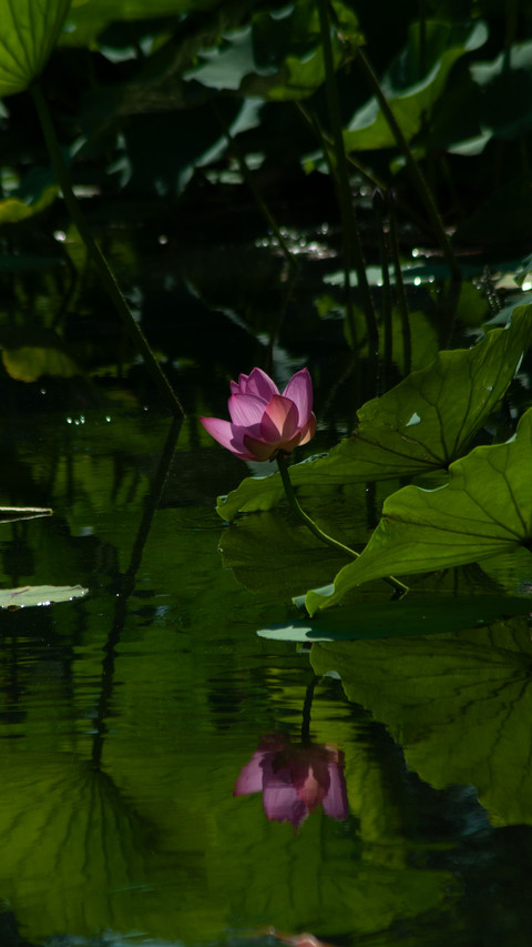 The water is still and the flowers are serene preview