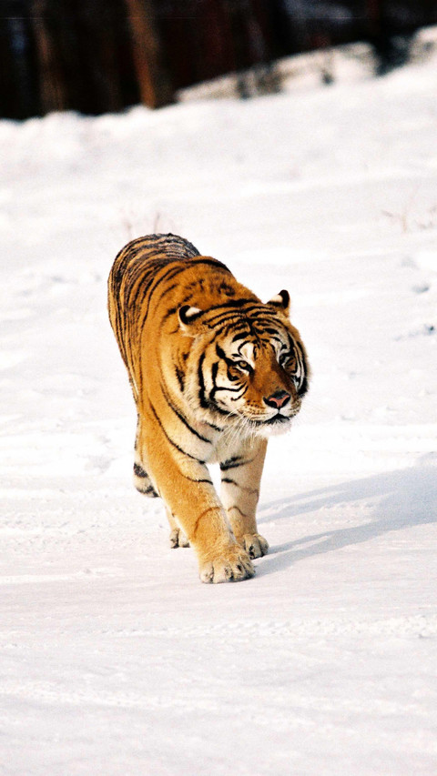 Heavy tanks in the animal kingdom preview