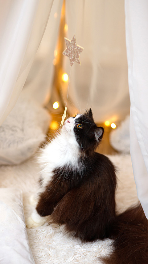 A vertical shot of a fluffy Siberian cat preview
