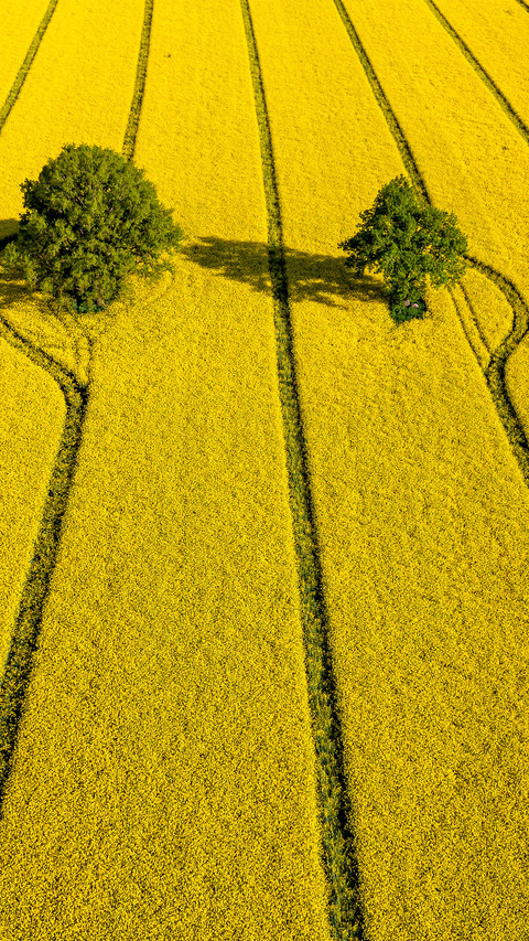 Wide fields preview