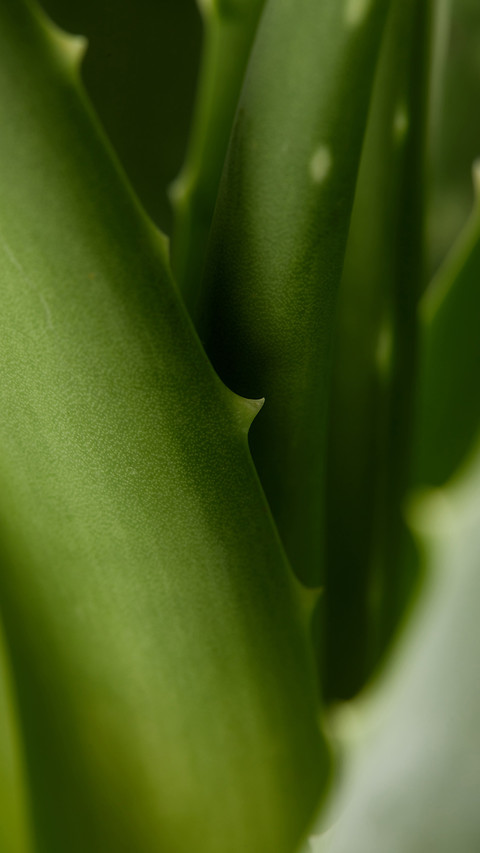 PAIXIN-plant (12) preview
