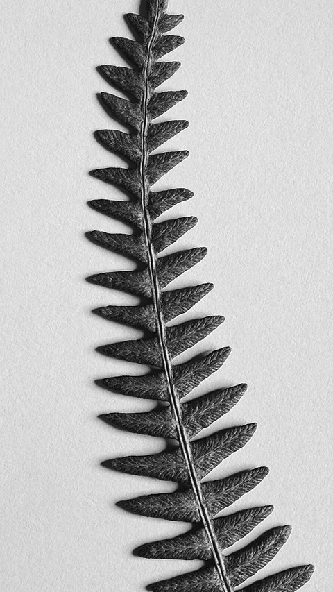 PAIXIN-plant (14) preview